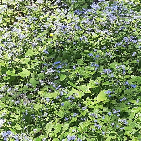Hill * ブダペスト